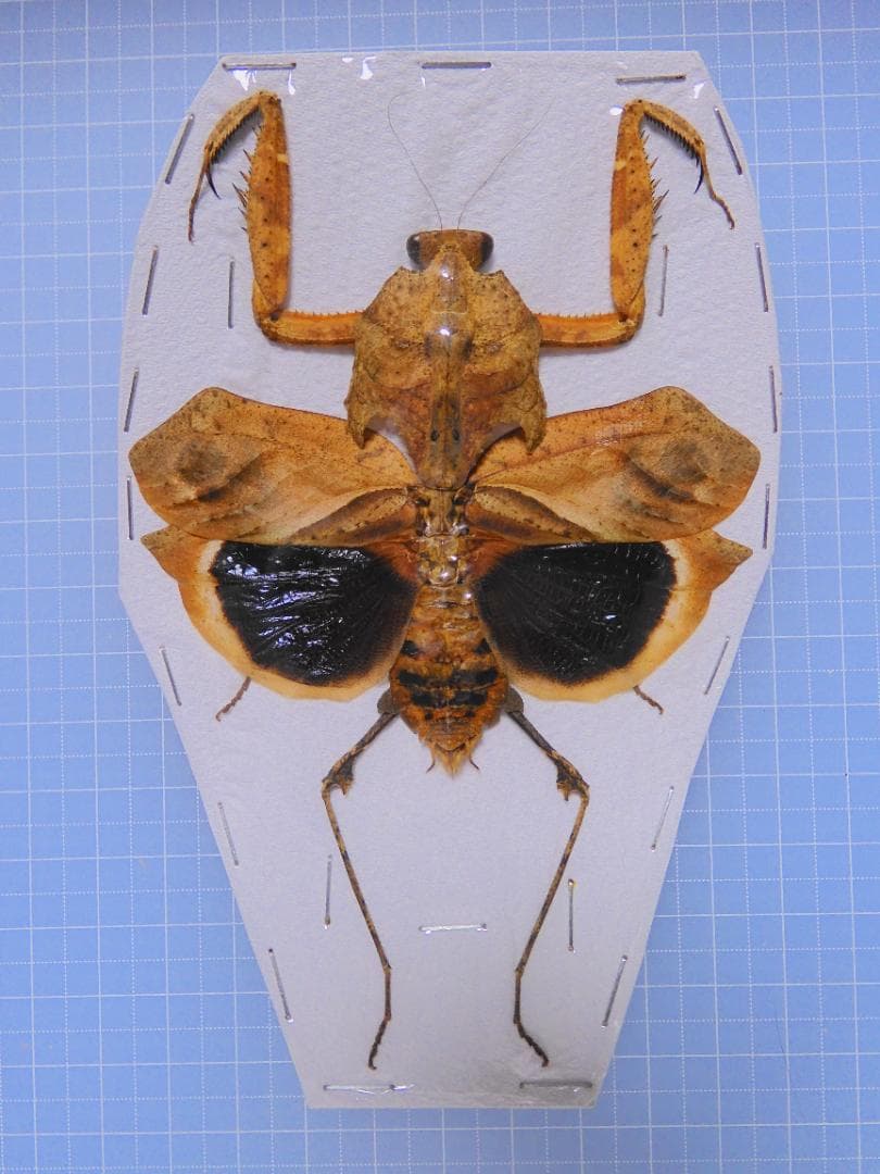 orange様 リクエスト 5点 まとめ商品