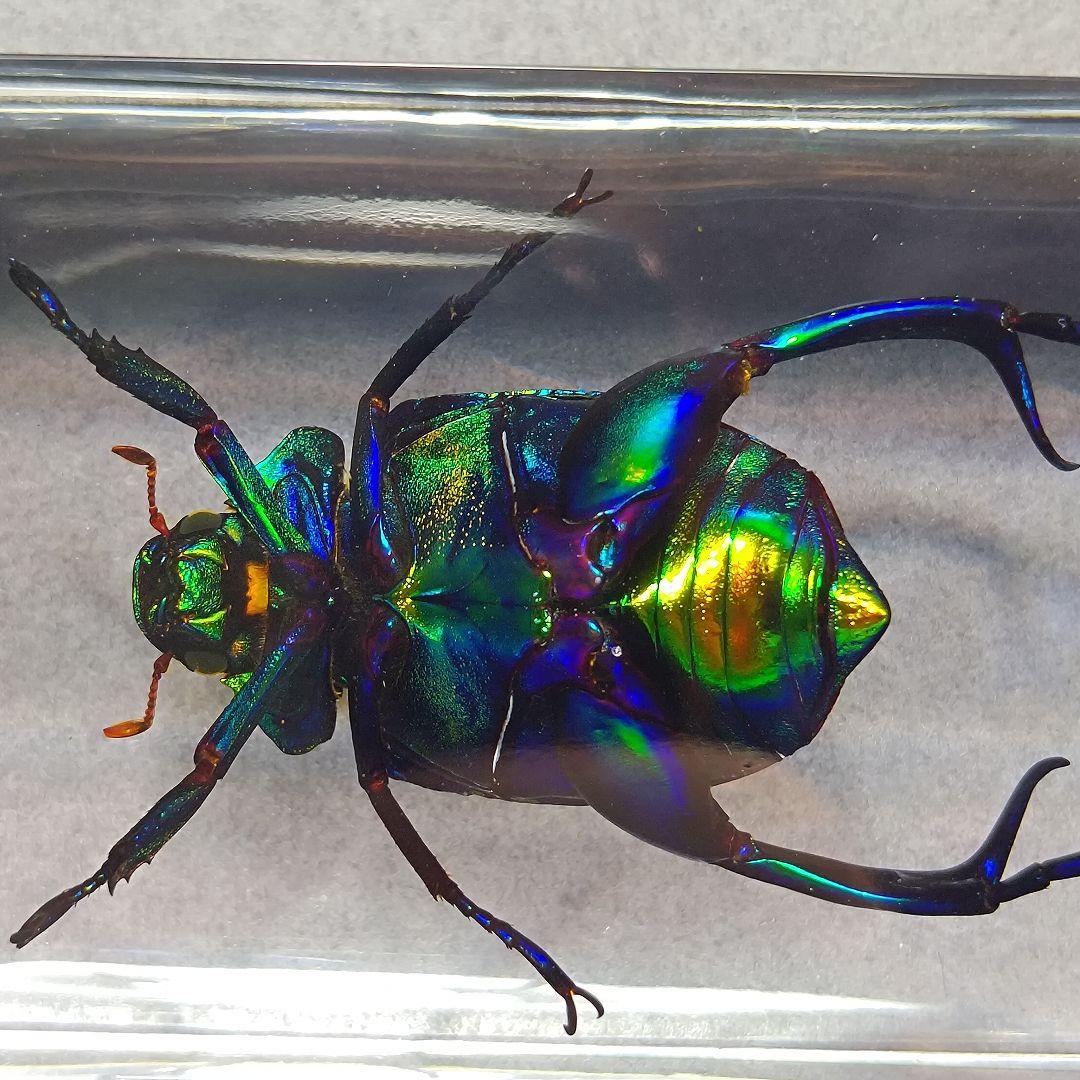 コガネムシ レジン封入標本