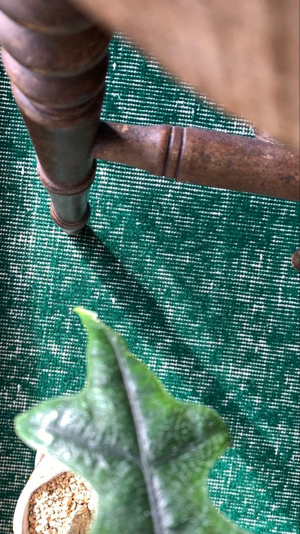 117×213 \"Chiristmas holly\" ViNTAGE RUG