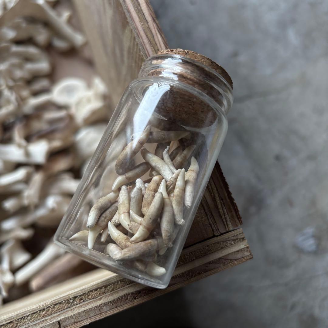 イルカ　骨格標本