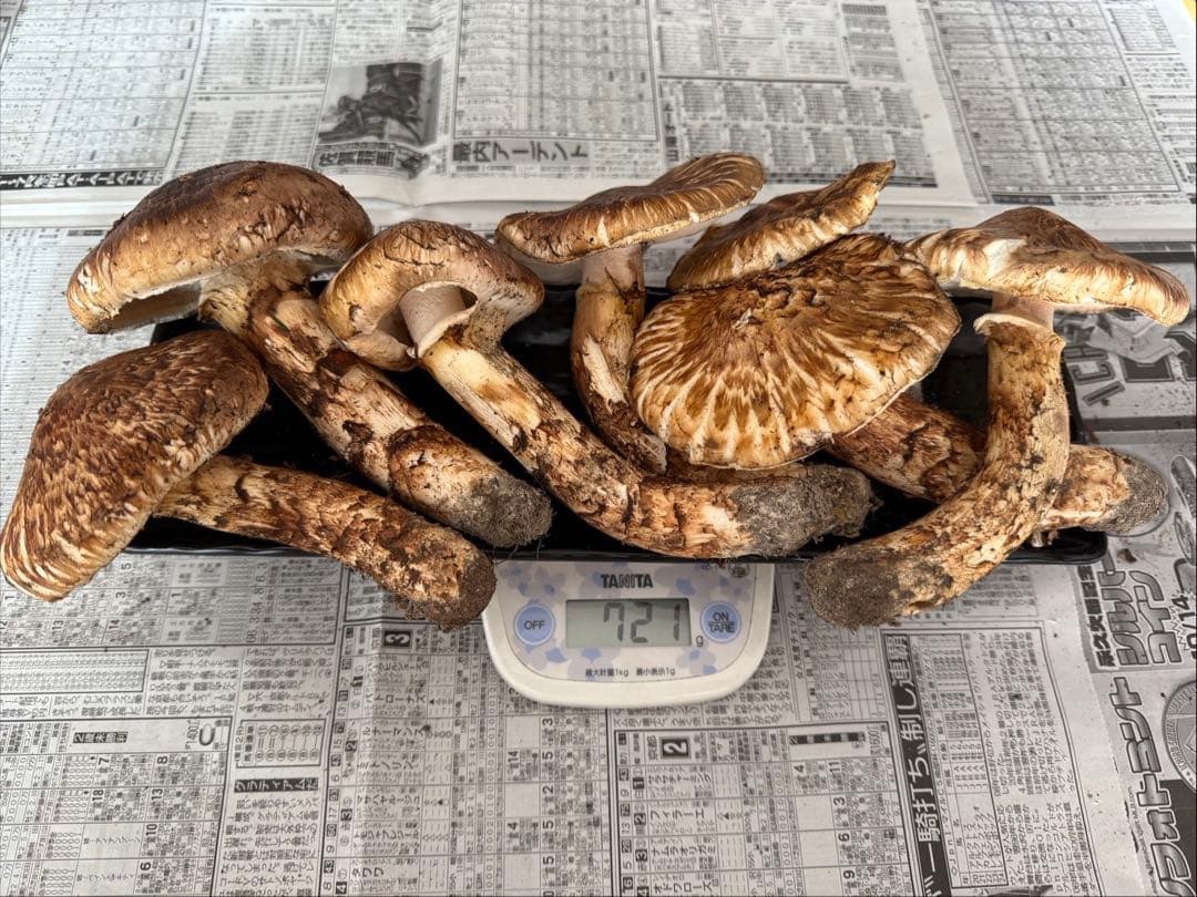 松茸　北海道　700g 訳あり　④