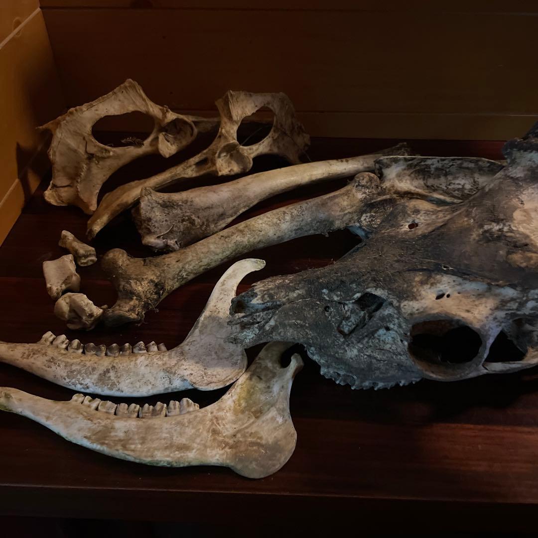 ひ*様 激レア美品　鹿の骨