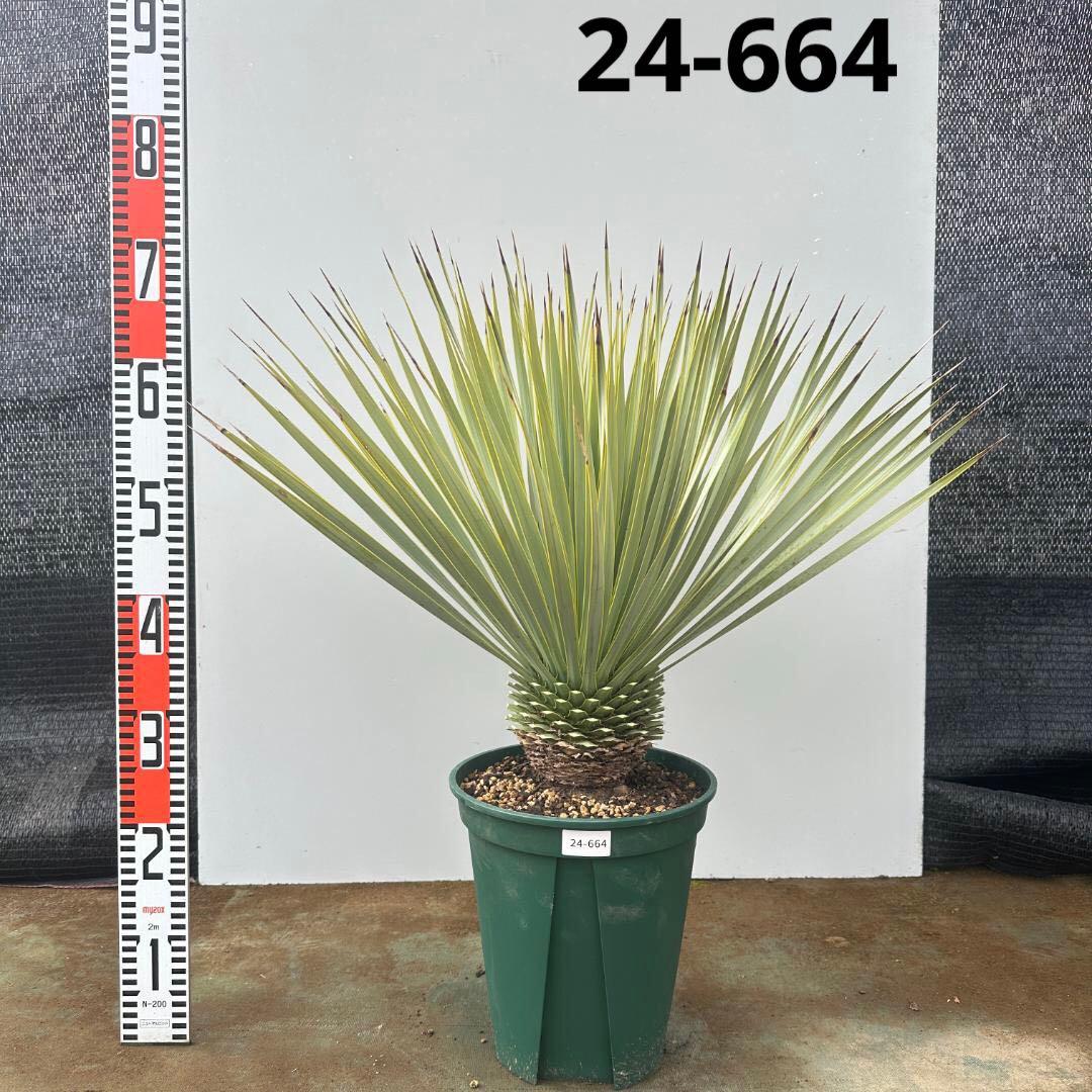 ユッカ　ロストラータ【24-664】超美形　シルバーブルー