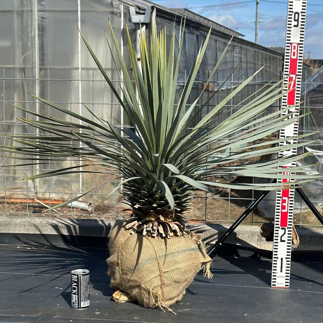ユッカ ロストラータ（樹高:約83cm）Feb01