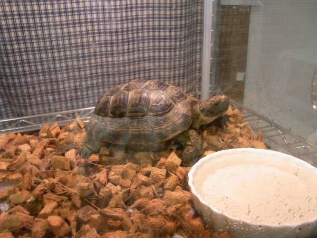 【大量】リクガメ等爬虫類の床材 ヤシガラ200L マット ハスクチップ