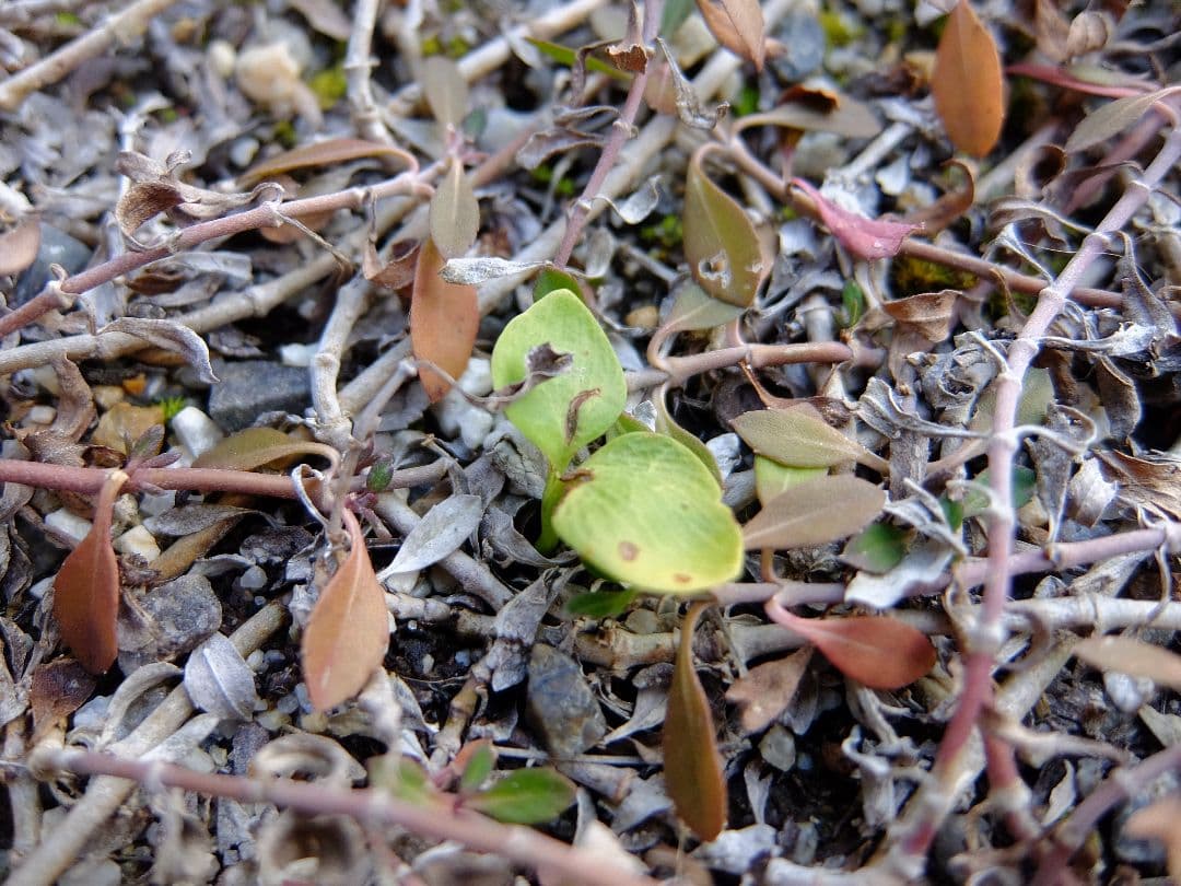 富士フィルム　XQ2　コンパクトデジタルカメラ　fujifilm