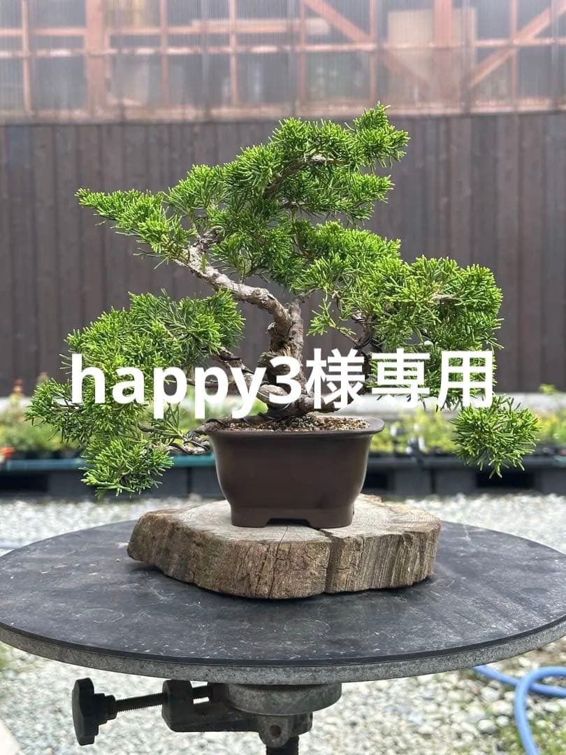 盆栽 糸魚川真柏