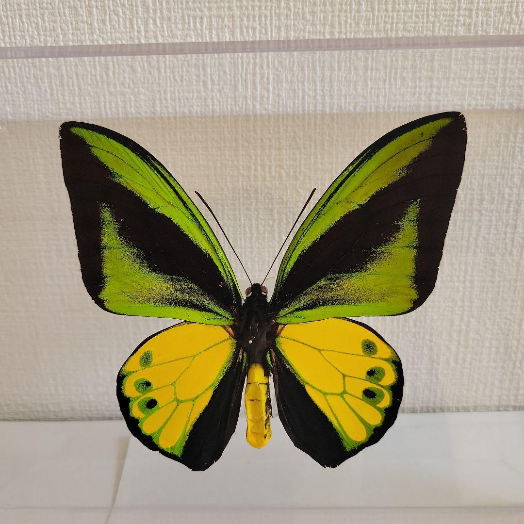 蝶の標本　トリバネチョウの王様(珍珍A)