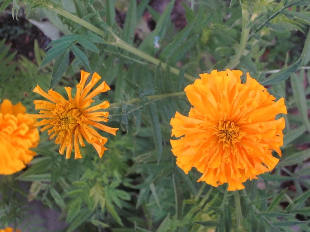 キャノン　Canon IXY 200F 動作確認済　SDカードリーダー付き