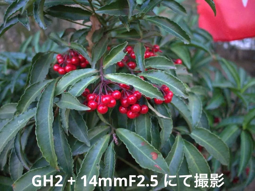 【美品/光学クリア】LUMIX G 14mm F2.5 ASPH. パンケーキ