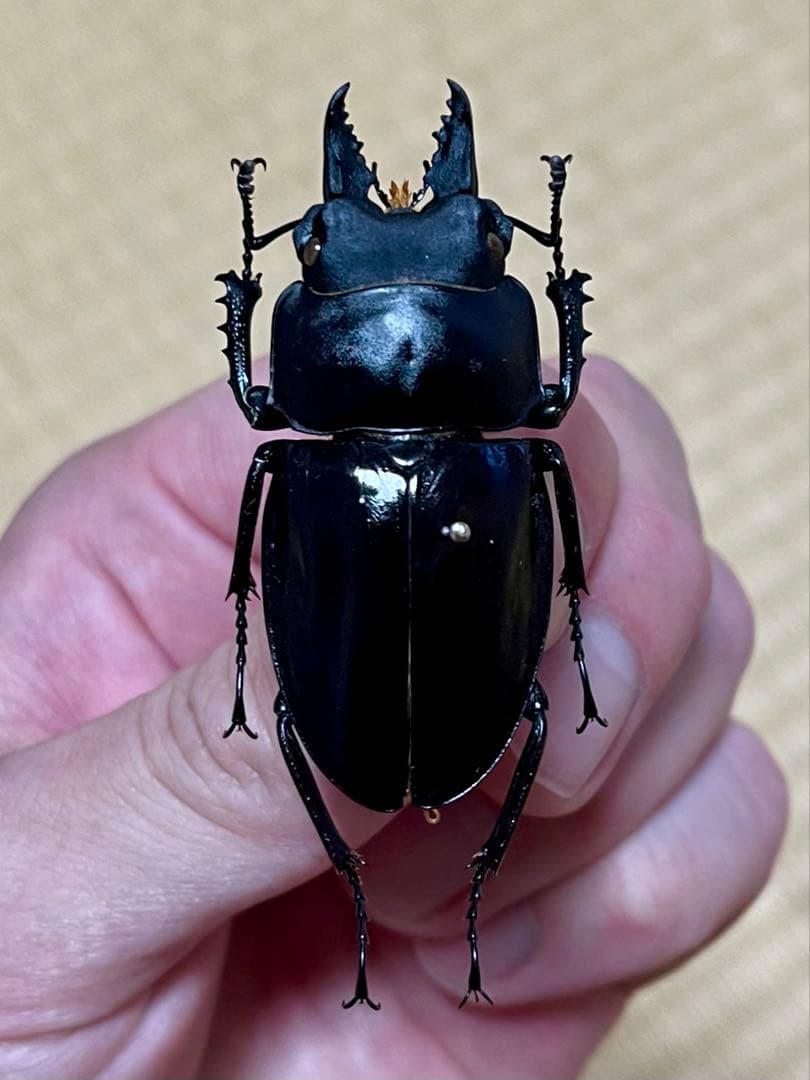 ダ*ド様 アマミマルバネクワガタWD標本　54.9㎜希少