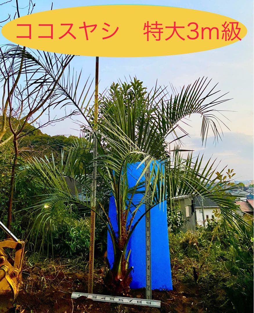ココスヤシ　特大　超耐寒　ロックガーデン