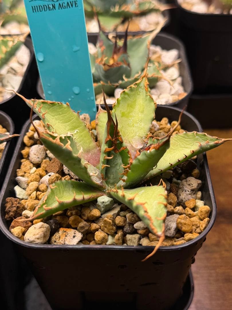 アガベ エボリスピナ× BB hybrid ハイブリッド【発根活着済】②